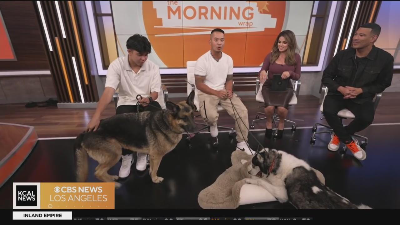 Stacy Hope Rescue share Nigel and Bruno: Pet of the Week - CBS Los Angeles